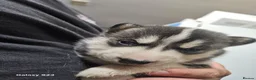 Siberian Husky dogs for sale: 7 siberian huskey puppies for sale £800 - Advert 11