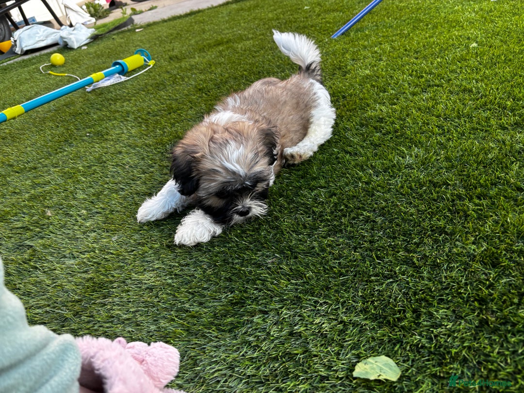 Lhasa Apso dogs for sale: 6 beautiful Lhasa Apso puppies - Image 3