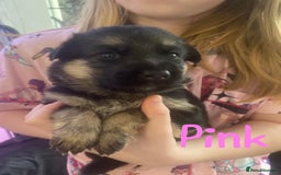 German Shepherd dogs for sale: Beautiful German Shepherd puppies  - Advert 11