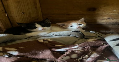 Mixed Breed cats in Cullompton - Advert 6