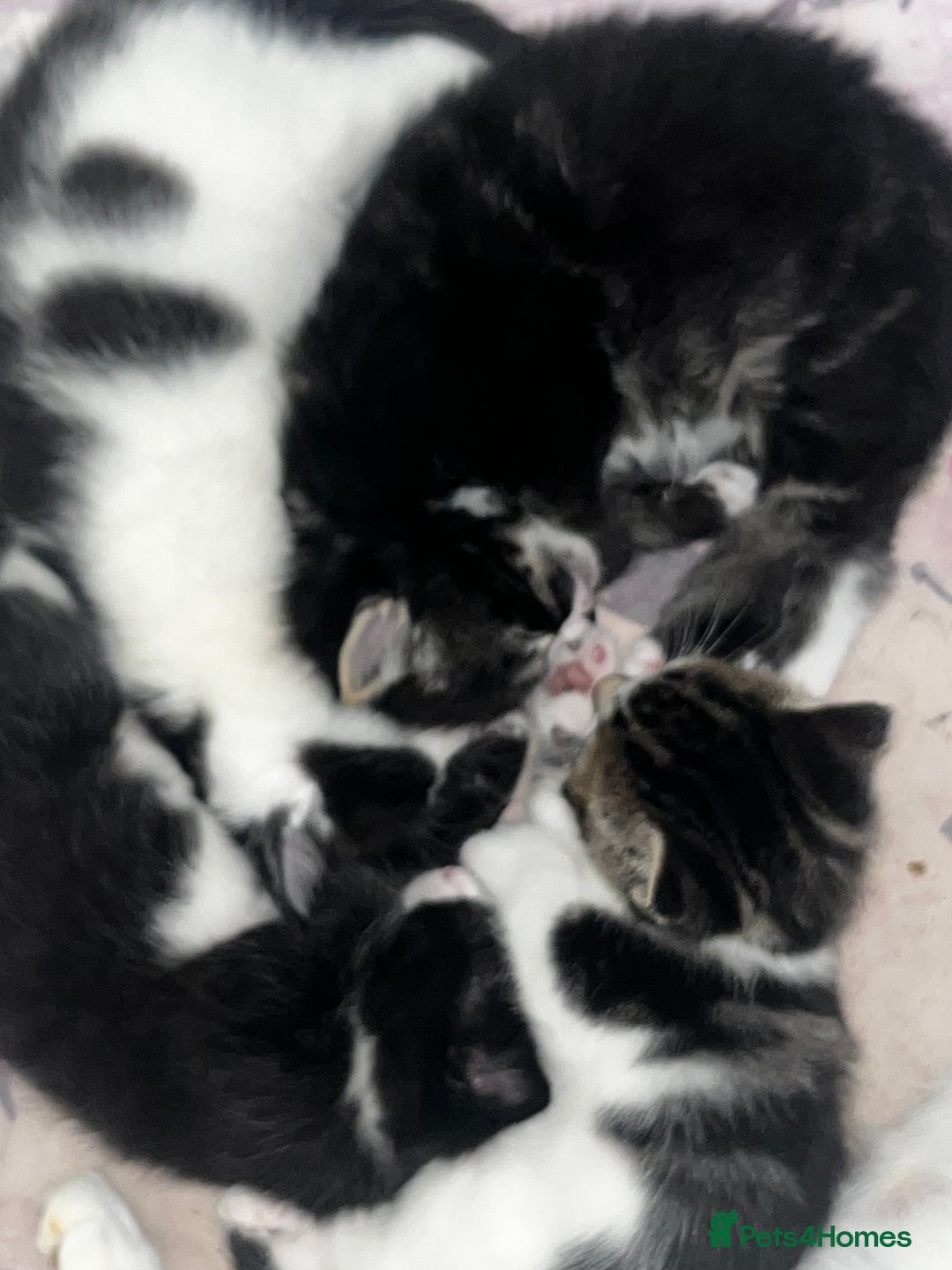 Mixed Breed cats for sale: Perfect Kittens  - Image 21