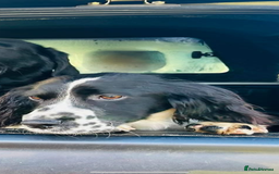 English Springer Spaniel dogs for sale: Springer Spaniel  - Image 2