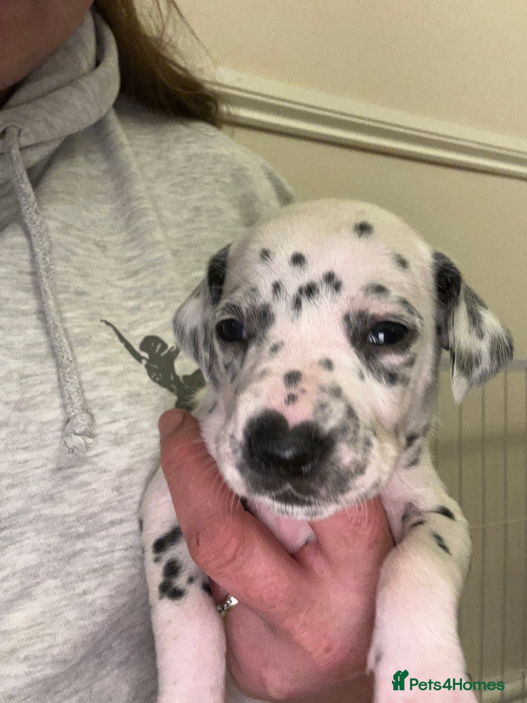 Dalmatian dogs for sale: Beautiful boys, BAER tested full hearing  - Advert 11