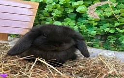 Mini Lop rabbits for sale: Gorgeous Pure Bred Mini Lops - Image 5