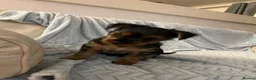 Yorkshire Terrier dogs for sale: READY TO LEAVE..YORKSHIRE TERRIERS in Bolton - Advert 4