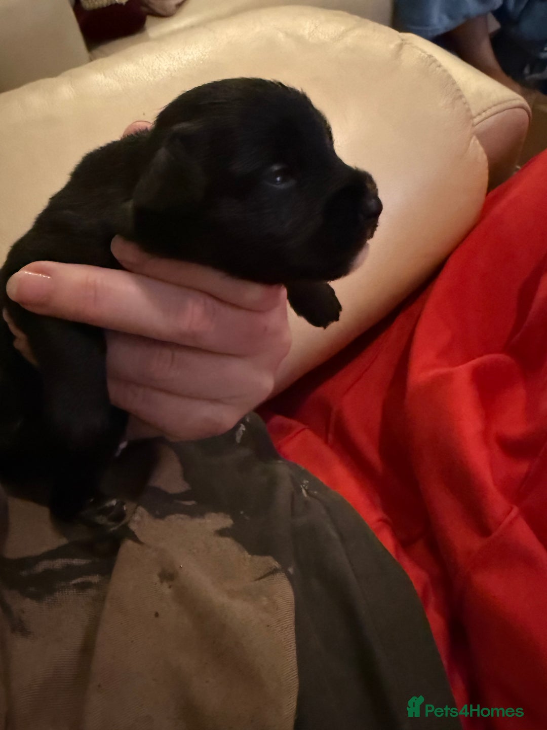 Miniature Schnauzer dogs for sale: Gorgeous KC Reg mini Schnauzers 1 black girl left  - Advert 7