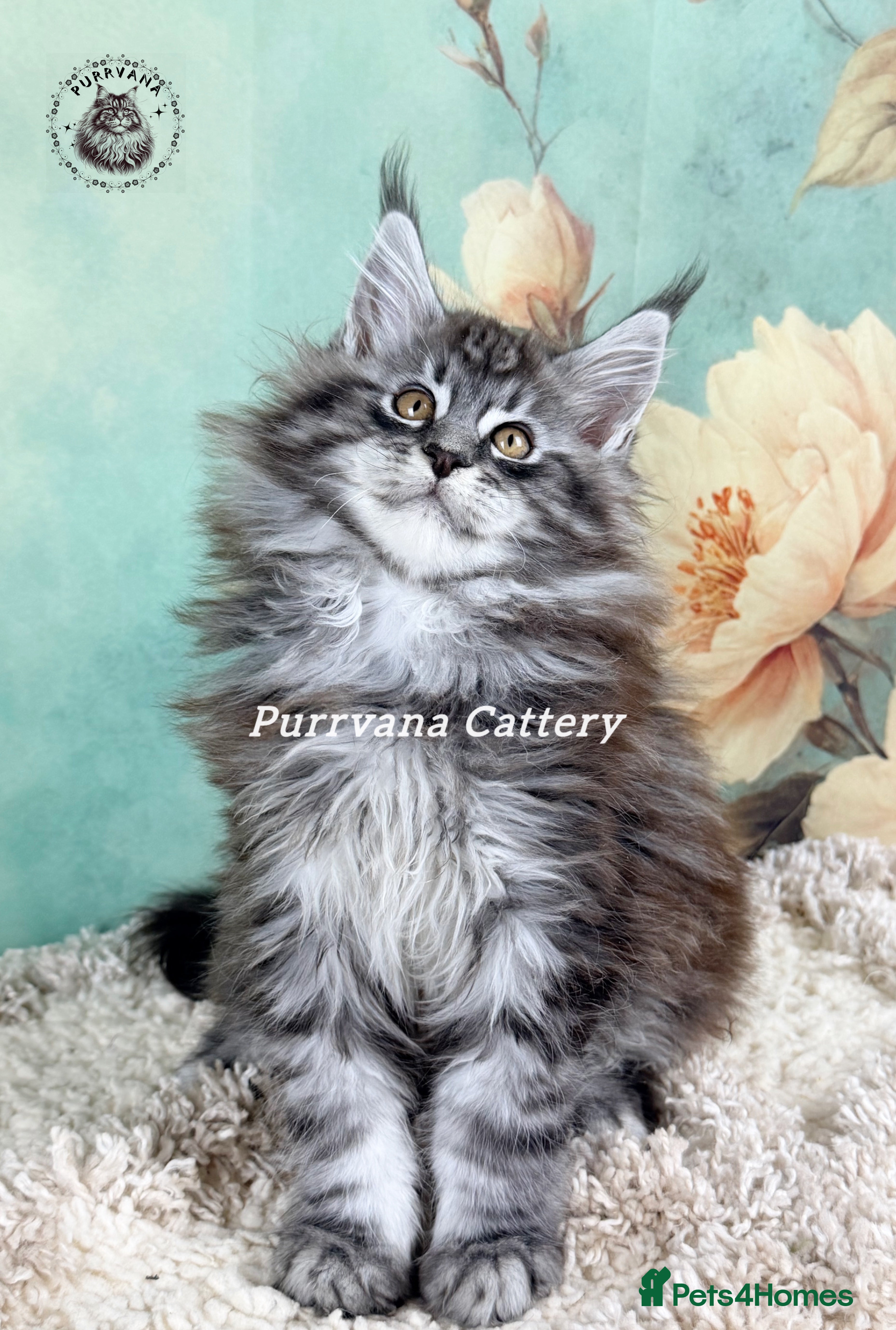 Maine Coon cats TICA registration Adorable Maine coon kittens - Advert 5