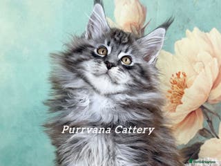 Maine Coon cats TICA registration Adorable Maine coon kittens - Advert 5