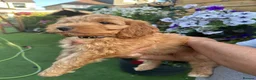 Cockapoo dogs for sale: Stunning F1 puppies Champions Bloodlines  - Advert 19