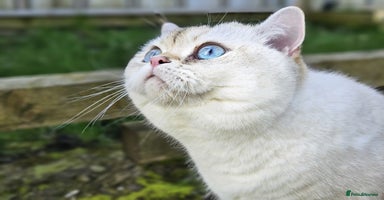 British Shorthair cats - Advert 2