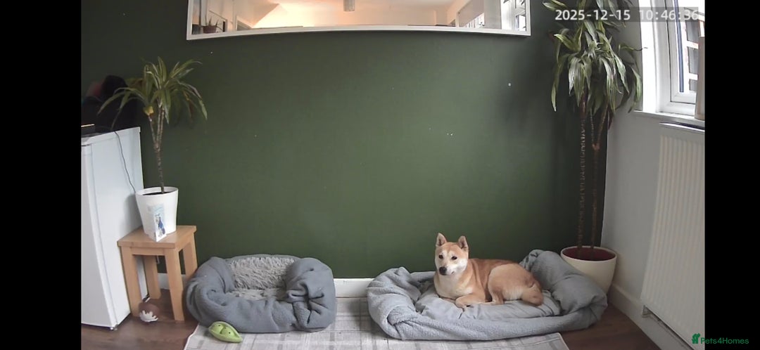 Japanese Shiba Inu dogs for sale: Affectionate Shiba Inu Girl Seeking a Forever Home - Advert 4