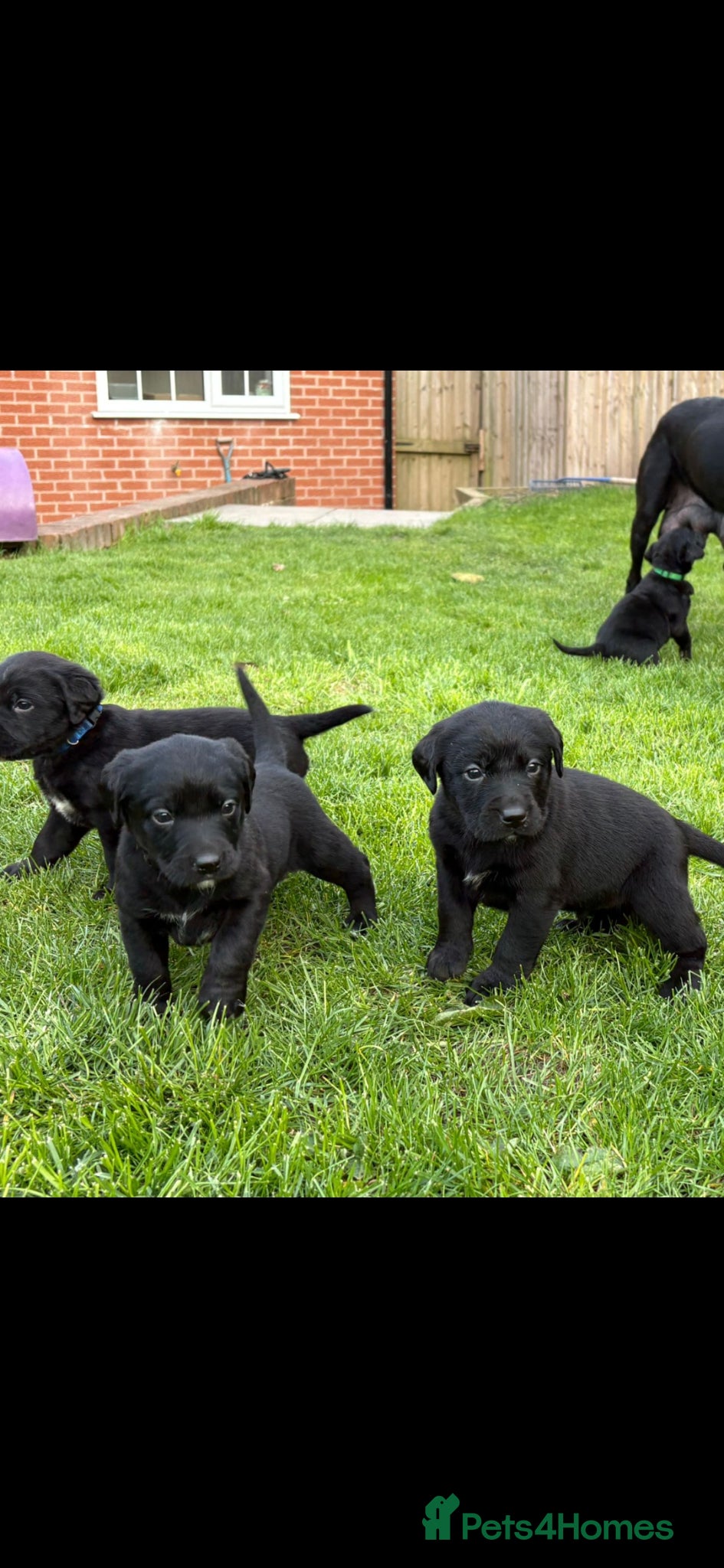Mixed Breed dogs Labernese F1 Puppies - Advert 2
