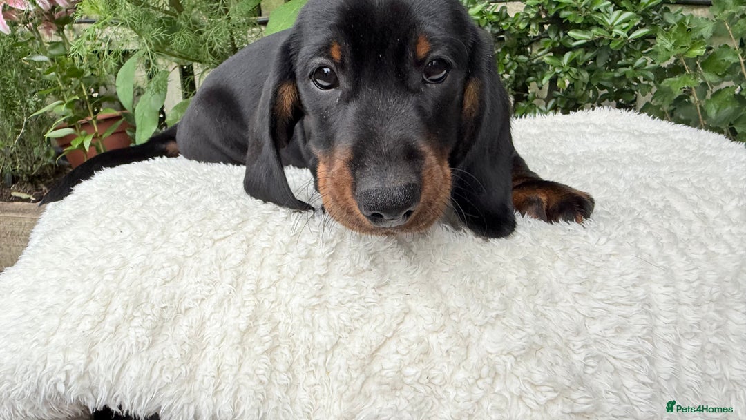 Miniature Dachshund dogs for sale: Miniature Dachshund - Image 11
