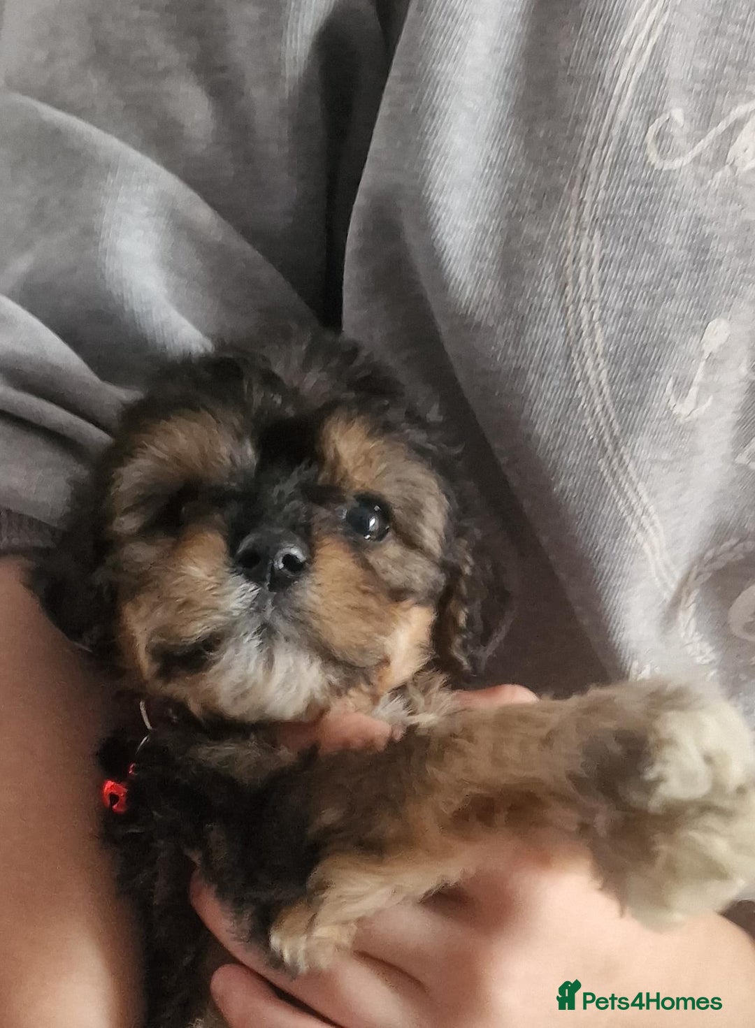 Cavapoo dogs for sale: Cavapoos  - Advert 6