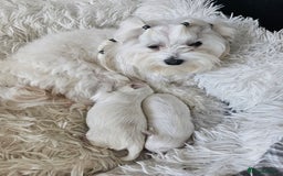 Maltese dogs for sale: Meltis koeran - Image 2