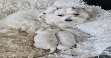 Maltese dogs - Advert 6