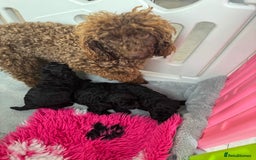 Miniature Poodle dogs for sale: DNA H/Tested Miniature poodle  - Image 9