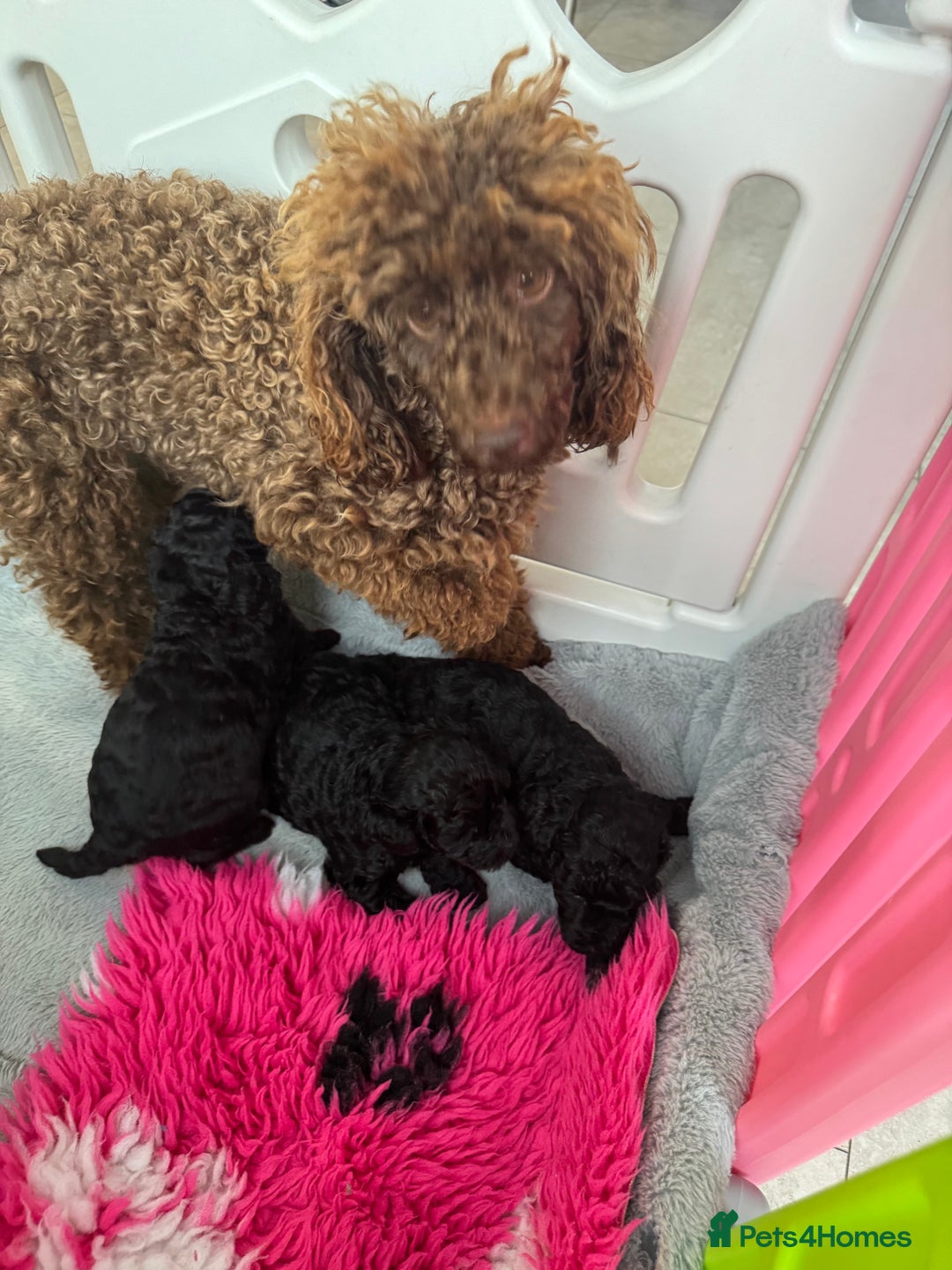 Miniature Poodle dogs for sale: DNA H/Tested Miniature poodle  - Image 9