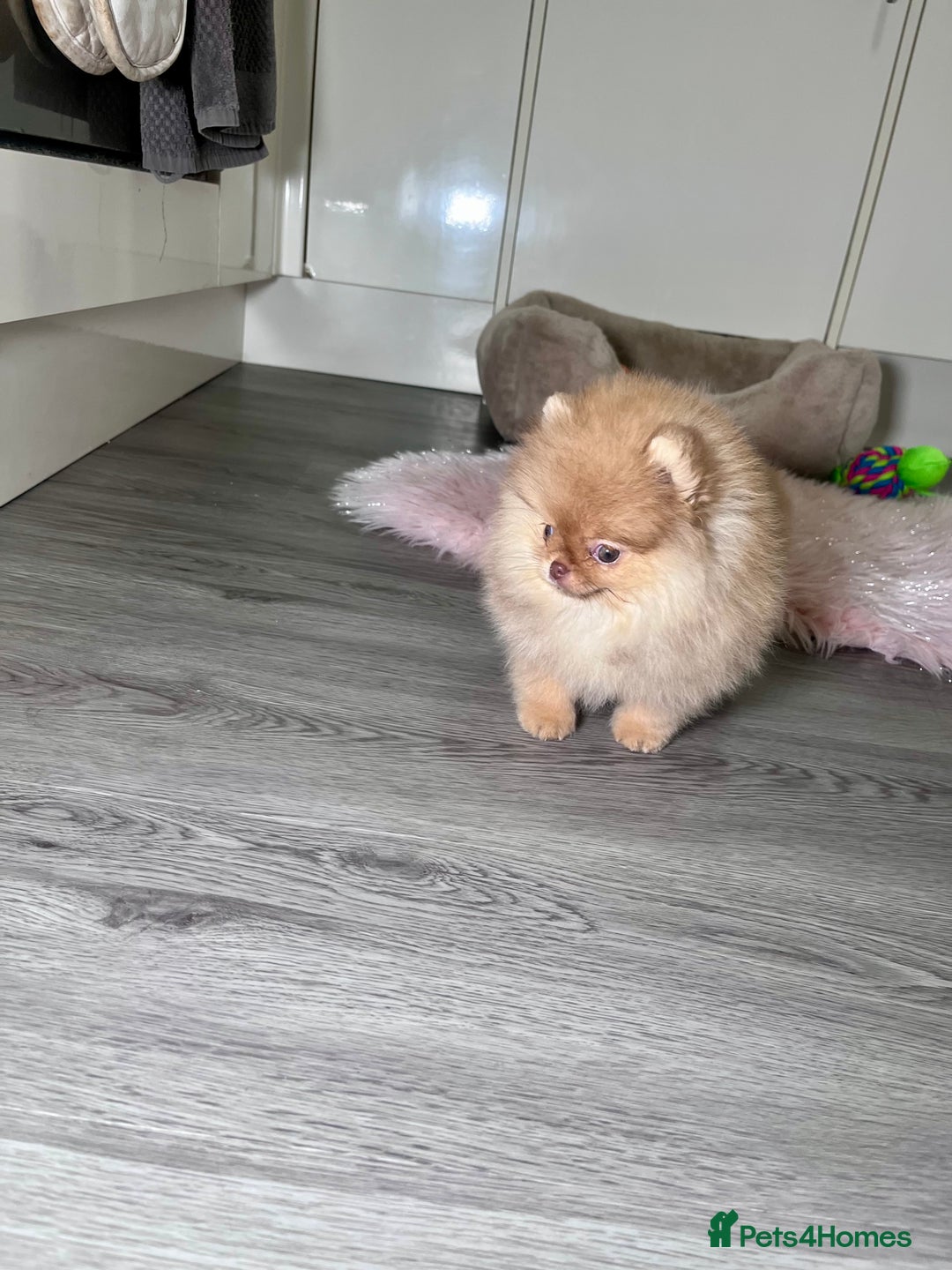 Pomeranian dogs for sale: 🐻Green eyed👁️Top Quality🔥 - Advert 7