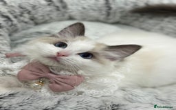 Ragdoll cats for sale: Blue Bicolor kittens 😸  - Image 5