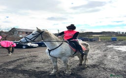 Irish Draught horses for sale: Gorgeous Grey Mare - Image 6