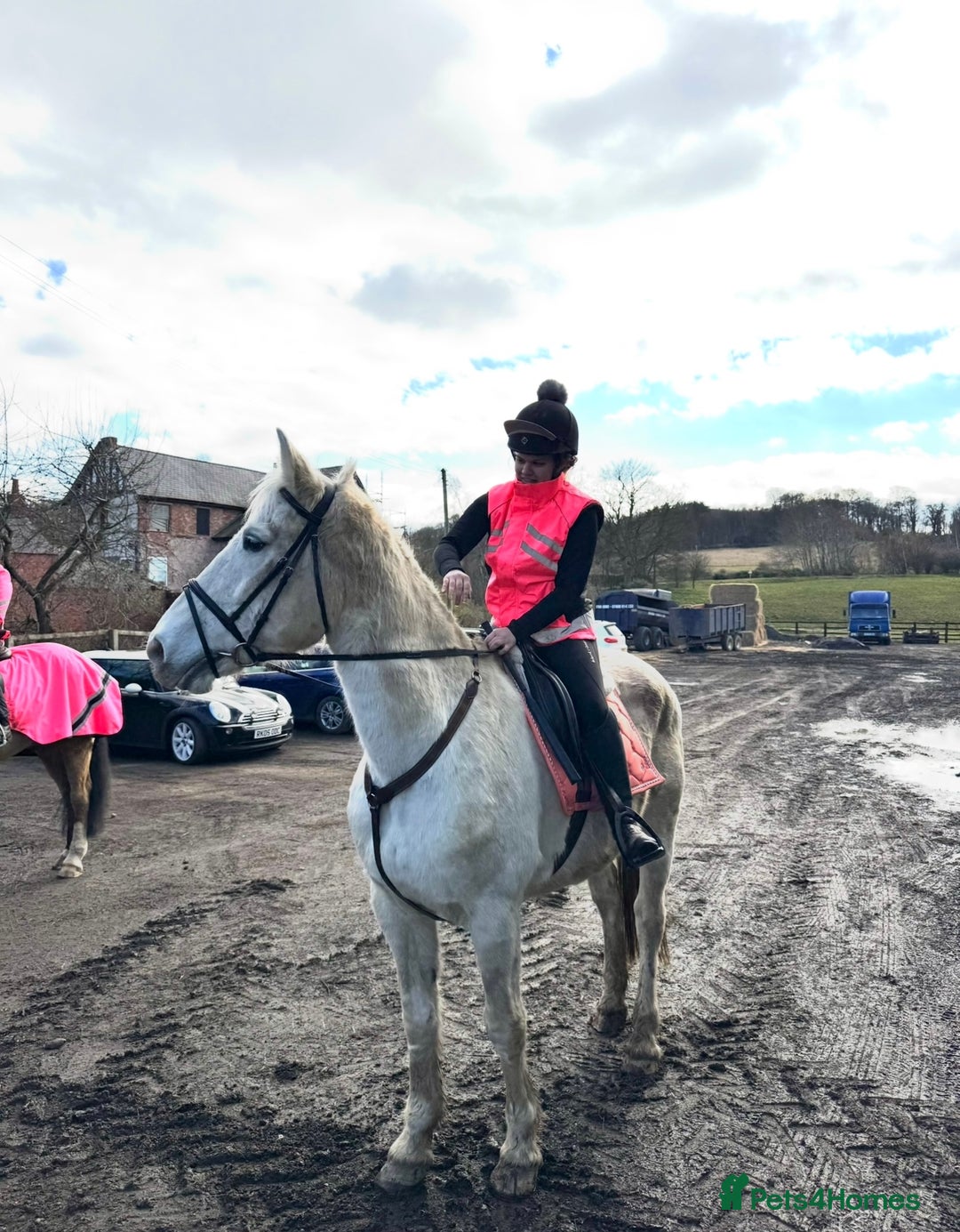 Irish Draught horses for sale: Gorgeous Grey Mare - Image 6