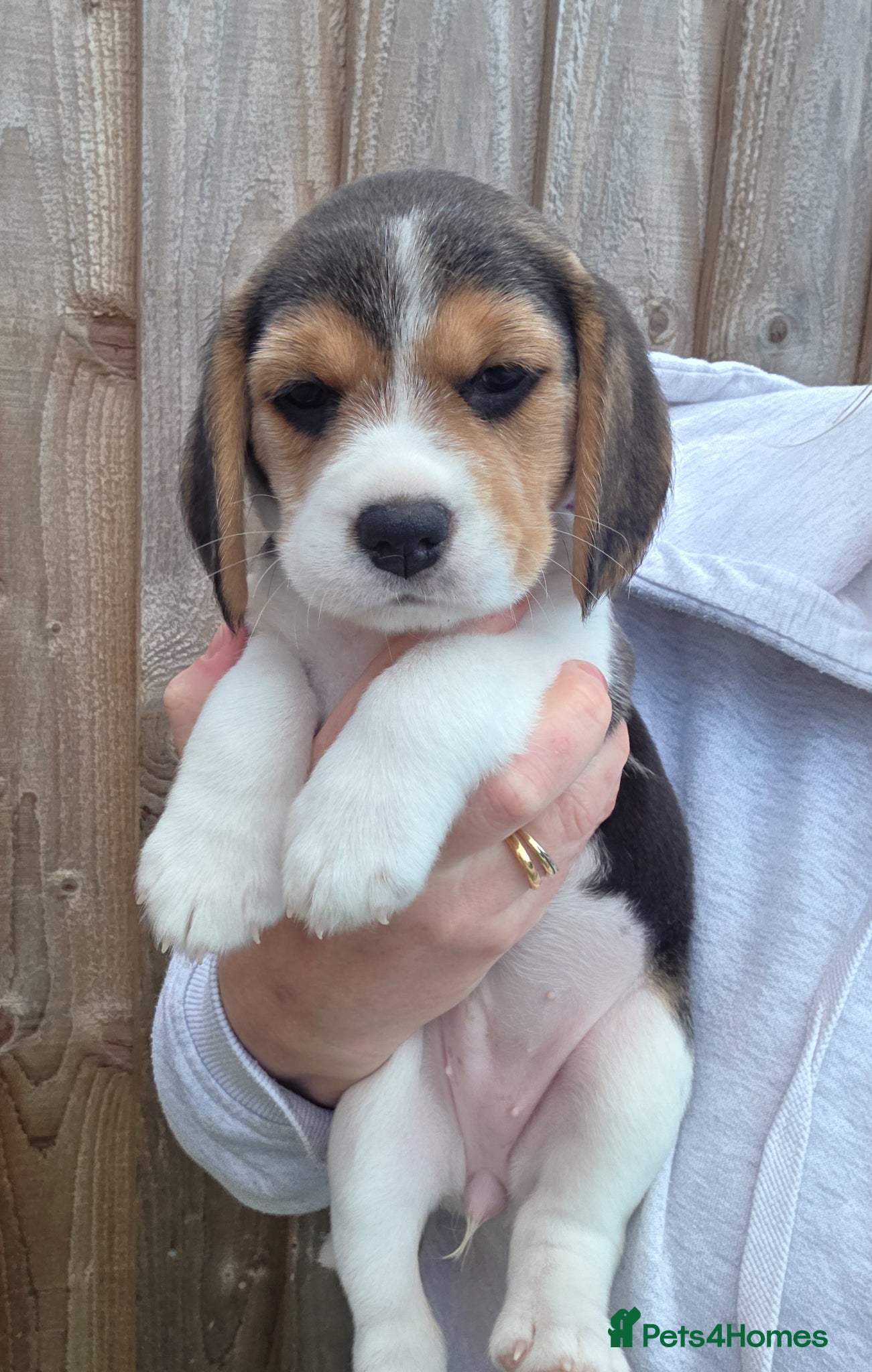 Beagle dogs Kc registered beagle puppies🐶1 girl & 1 boy left  - Advert 1
