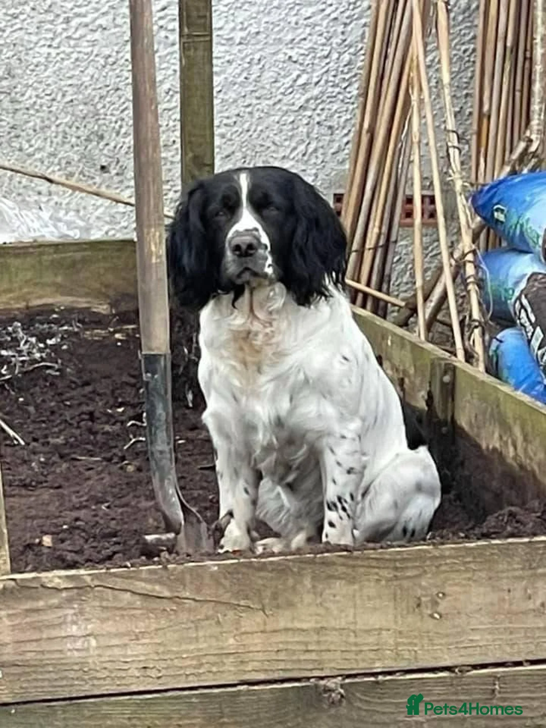 English Springer Spaniel dogs for sale: Working Springer Spaniel Puppies. - Advert 2