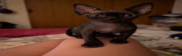 Devon Rex cats for sale: Crazy little gremlins!  in Bristol - Advert 10