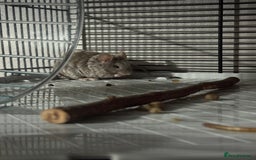 Mouse rodents for sale: Male mouse  - Advert 1