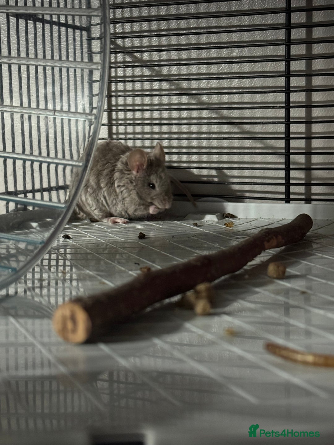 Mouse rodents for sale: Male mouse  - Advert 1