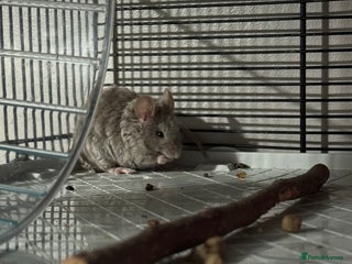 Mouse rodents Male mouse - Advert 2