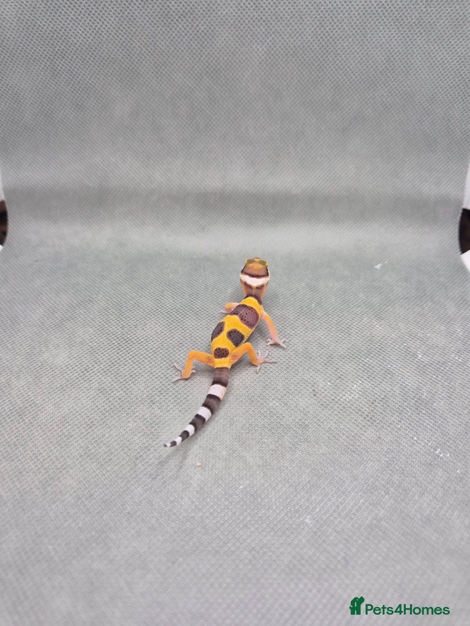 Leopard Gecko reptiles 2026 leopard gecko hatchlings  - Advert 1