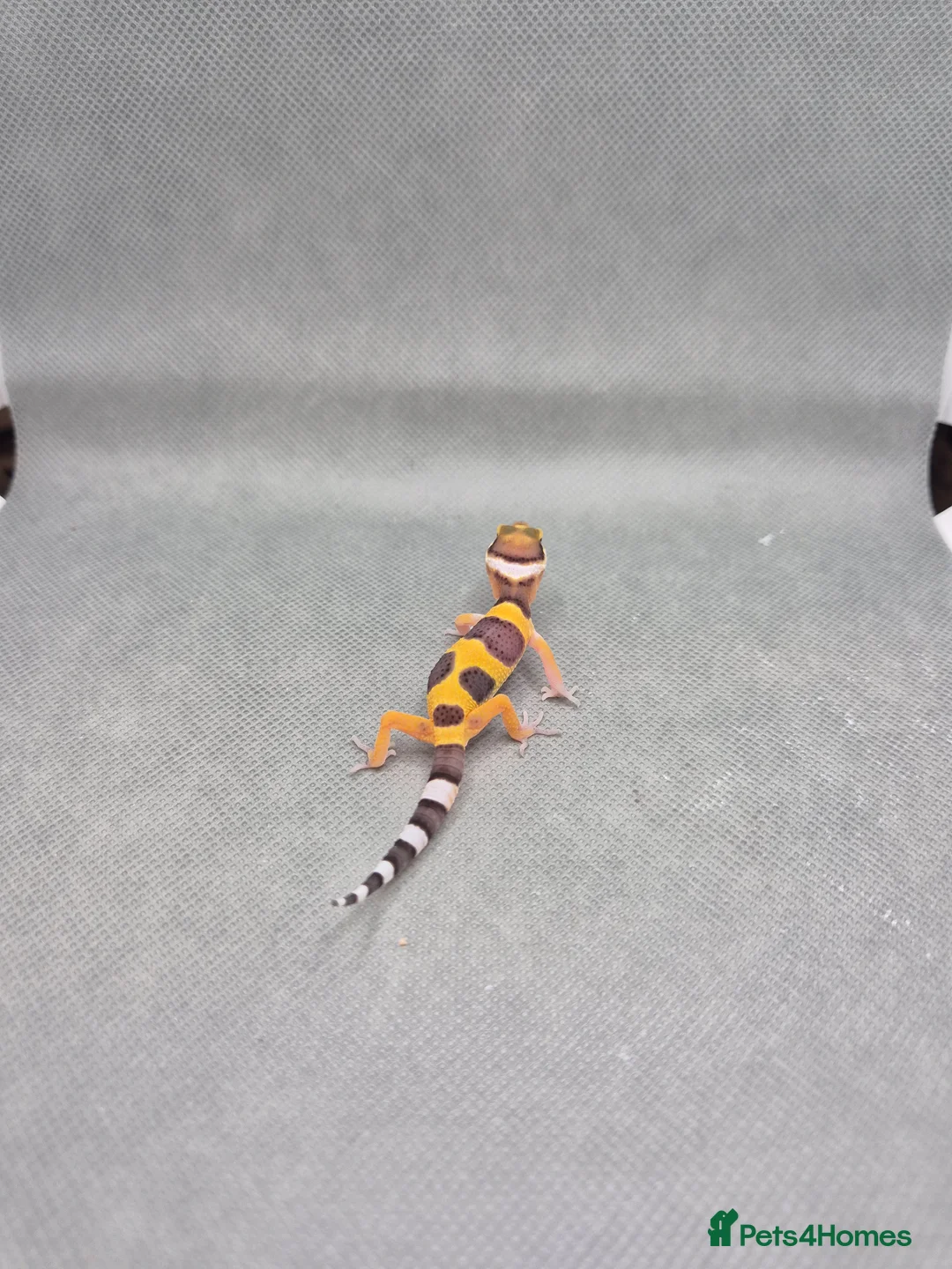 Leopard Gecko reptiles for sale: 2026 leopard gecko hatchlings  - Advert 1