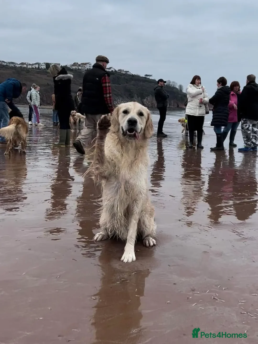 Golden Retriever dogs for stud: Kind, intelligent and loving therapy dog for stud - Advert 19