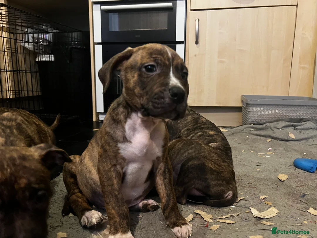 Mixed Breed dogs for sale: Blue Staffy x Boerboel – Ready for a Home - Advert 7