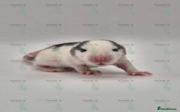 Rat rodents for sale: Our latest litter from Pearls Rodents - Image 6