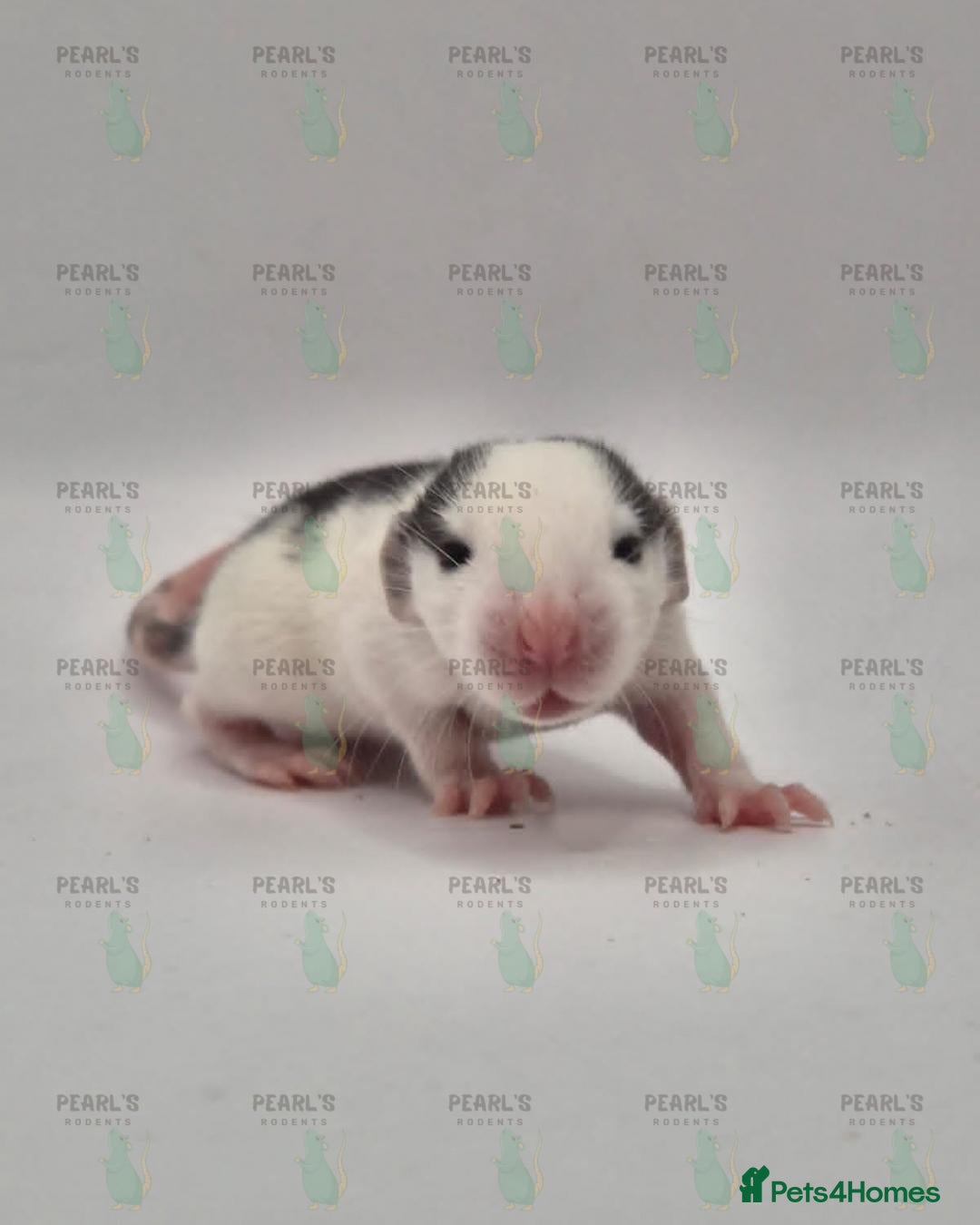 Rat rodents for sale: Our latest litter from Pearls Rodents - Image 6