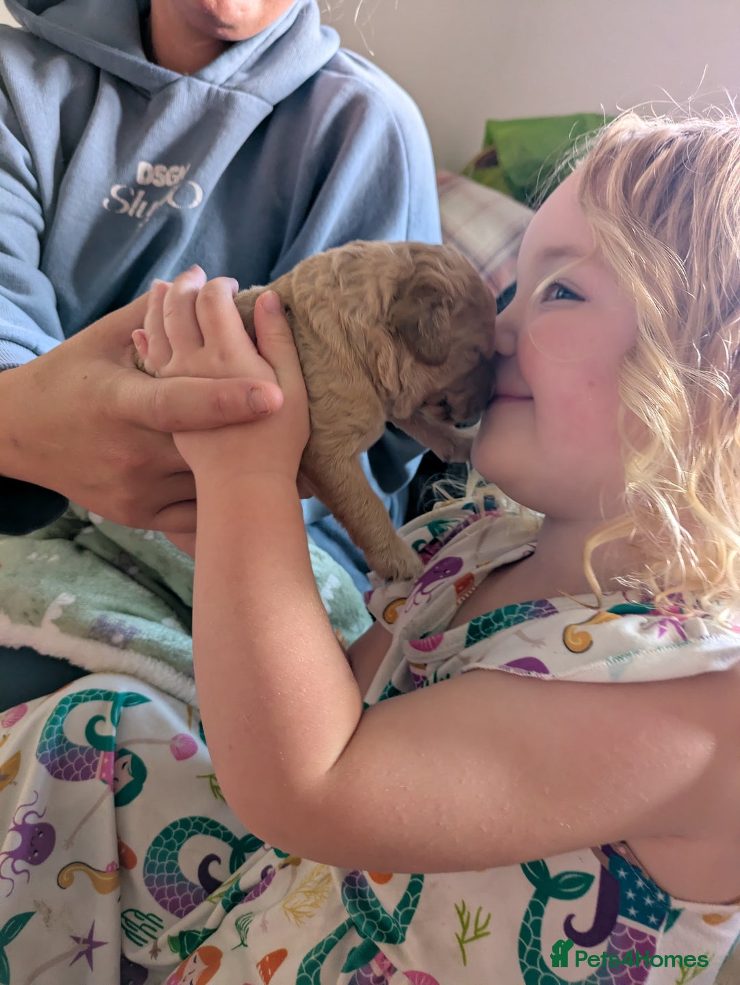 Labradoodle dogs for sale: Stunning F1B mini labradoodles  - Image 2