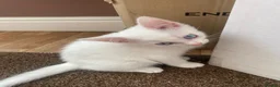 Mixed Breed cats for sale: 3 gorgeous white kittens 12 weeks old - Advert 29