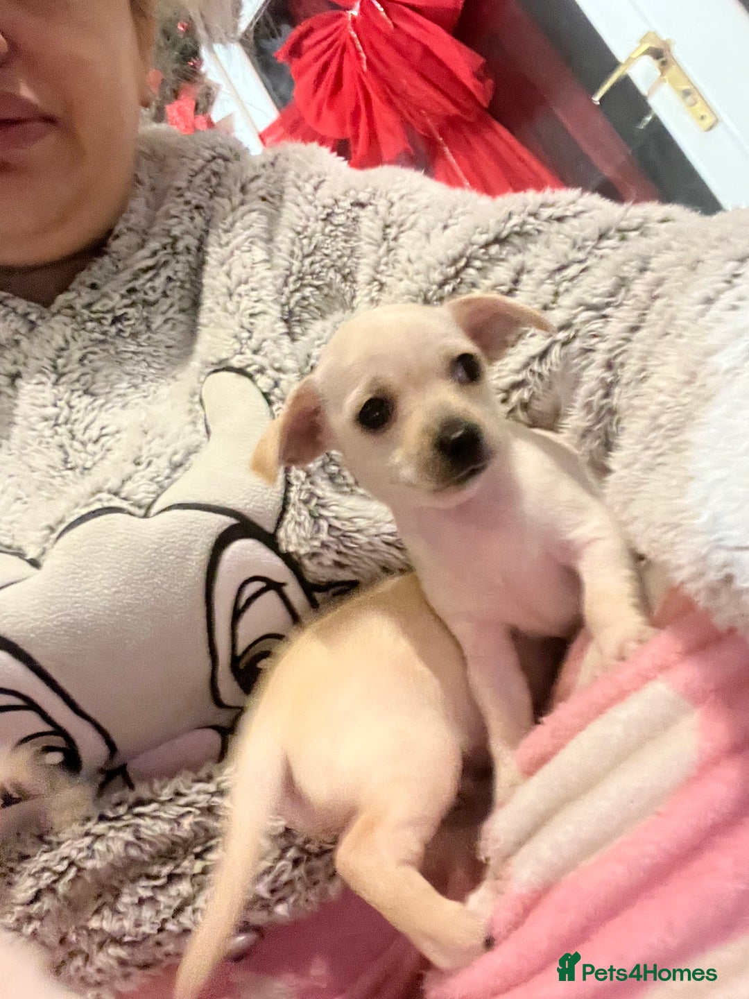 Chihuahua dogs for sale: Beautiful short hair chihuahua  - Advert 26