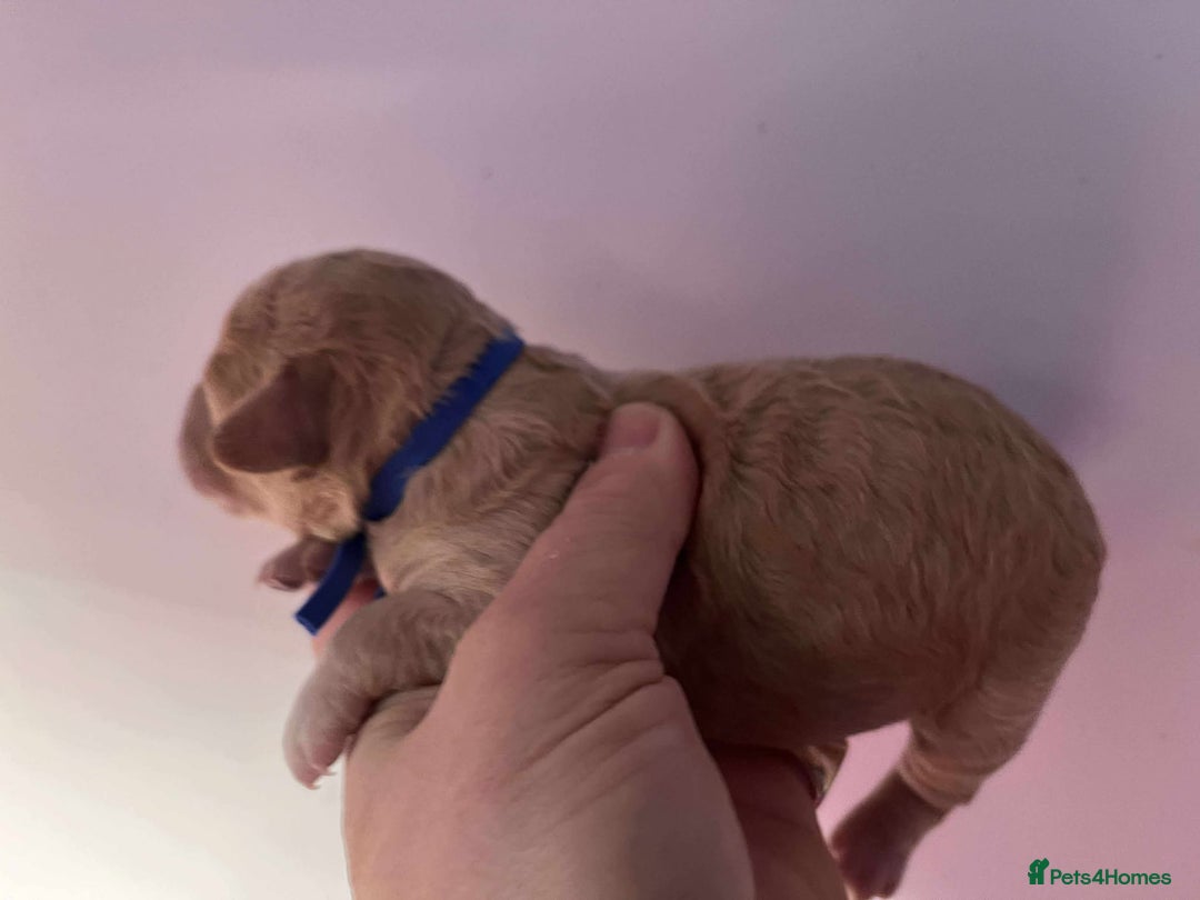 Cavapoo dogs for sale: 5⭐️Licensed+DNA tested+Vet Checked - Image 6