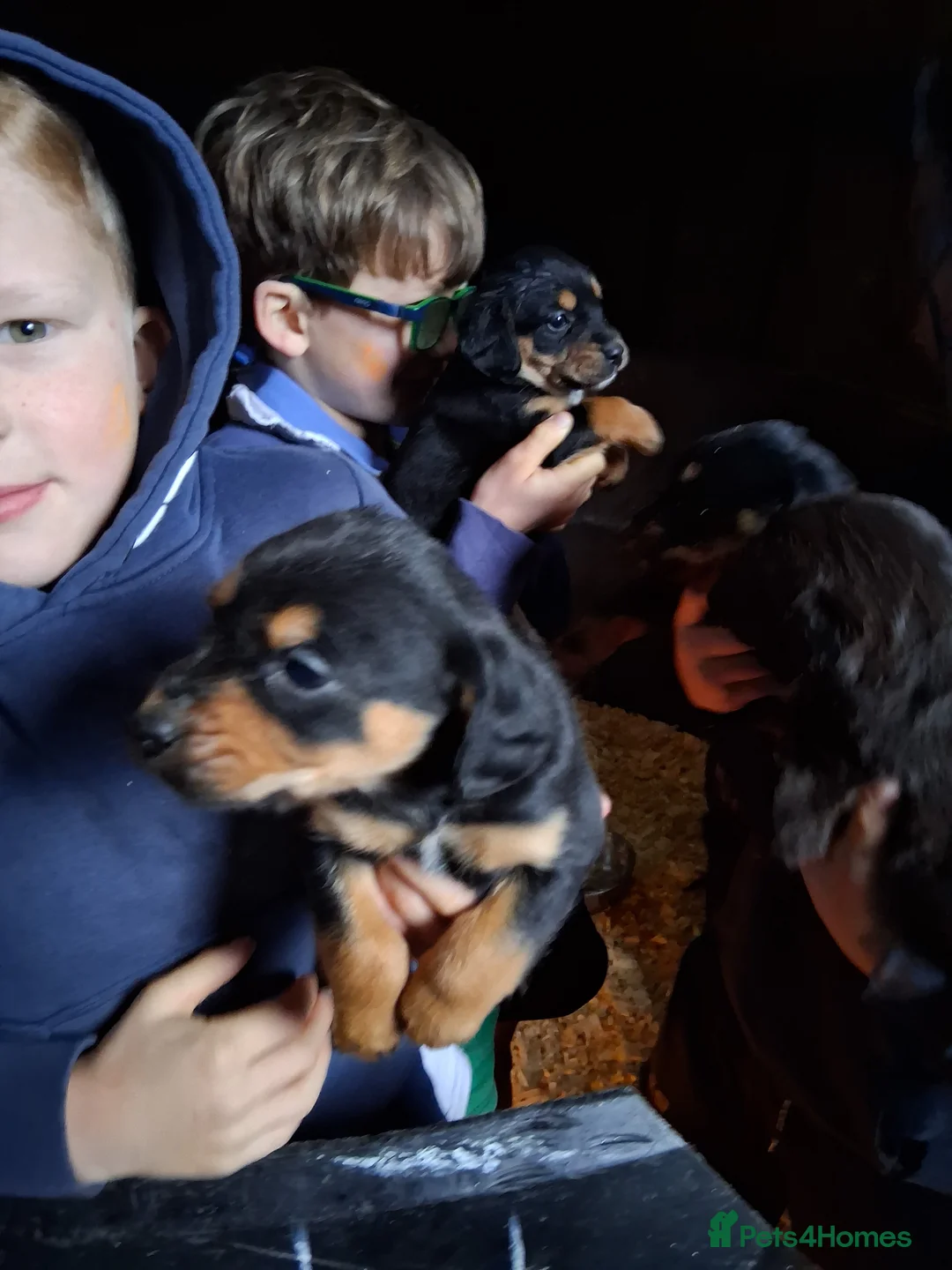 Mixed Breed dogs for sale: Cocker x collie puppies - Advert 1