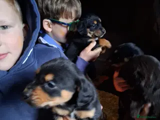 Mixed Breed dogs Cocker x collie puppies - Advert 6