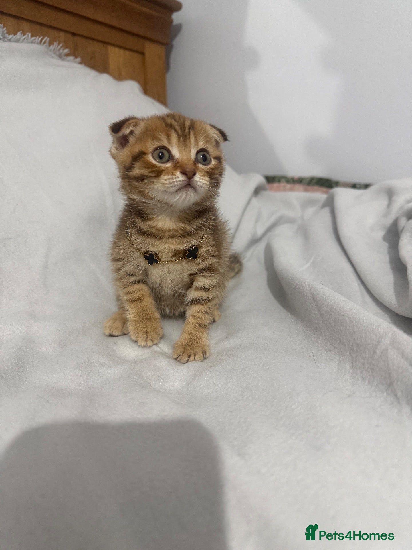 British Shorthair cats British shorthair x Scottish fold for sale - Advert 1