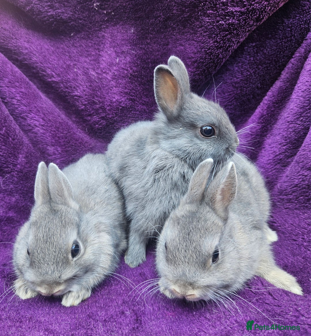 Netherland Dwarf rabbits for sale: BABY NETHERLAND DWARF BUCKS  - Image 2