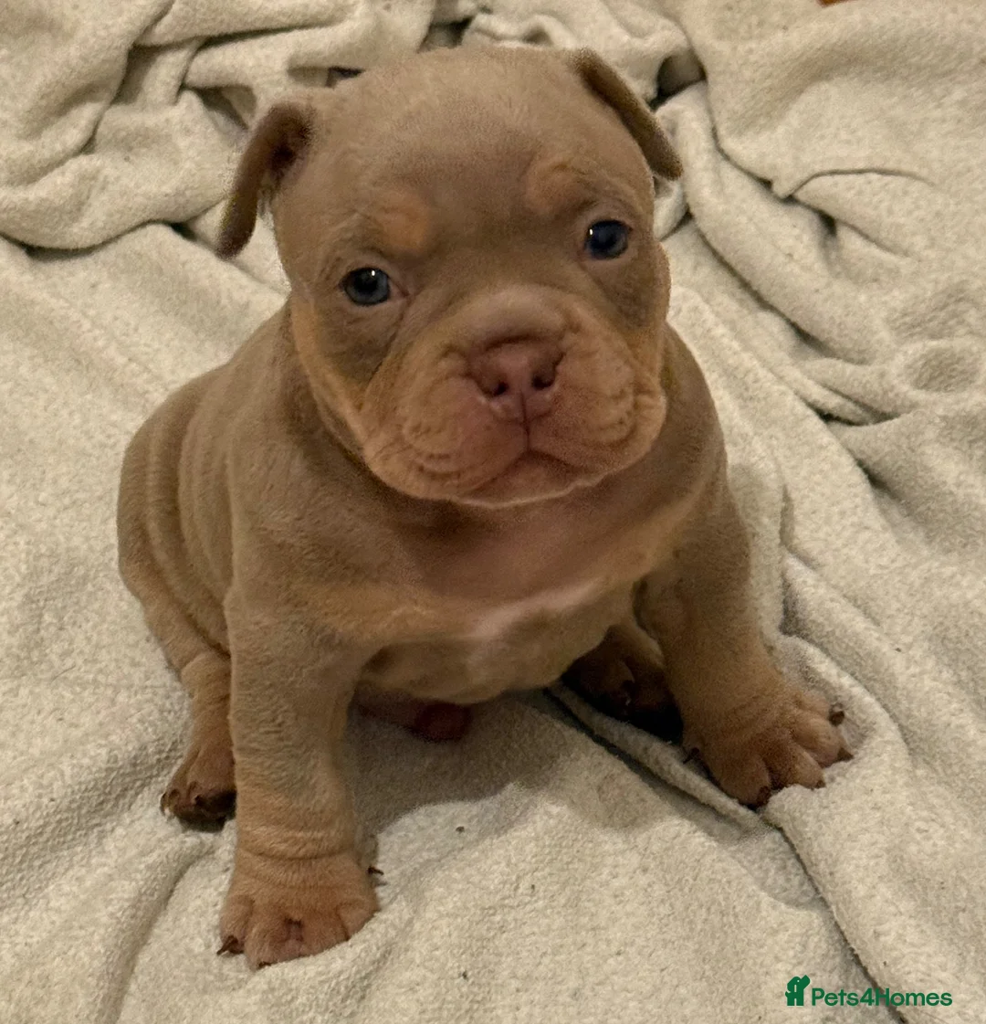 American Bully dogs for sale: Micro bullies top quality  - Advert 2
