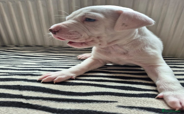 American Bulldog dogs - Advert 1