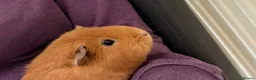 Guinea Pig rodents for sale: 💕 Guinea Pigs Looking for Loving Forever Homes 💕 in Croydon - Advert 4
