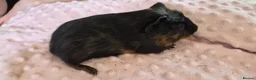 Guinea Pig rodents for sale: Beautiful female guinea pigs - Advert 8